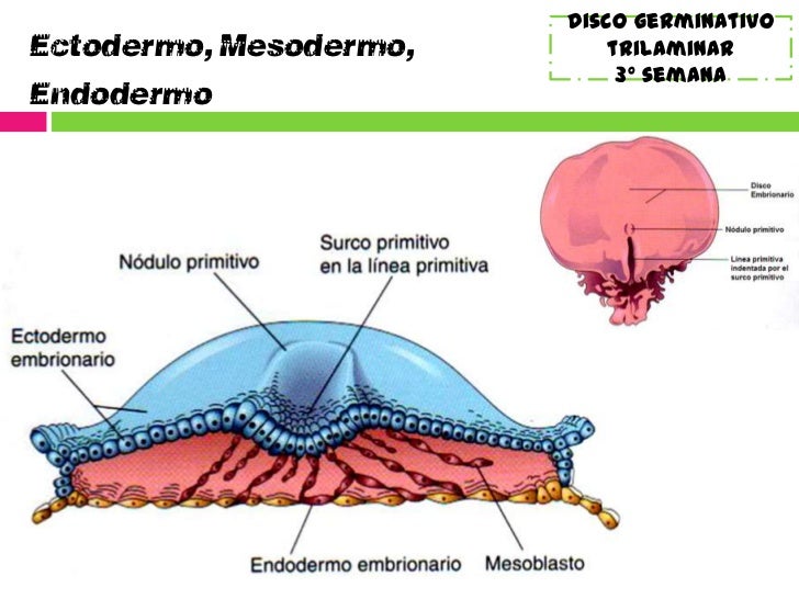 disco germinativo trilaminar